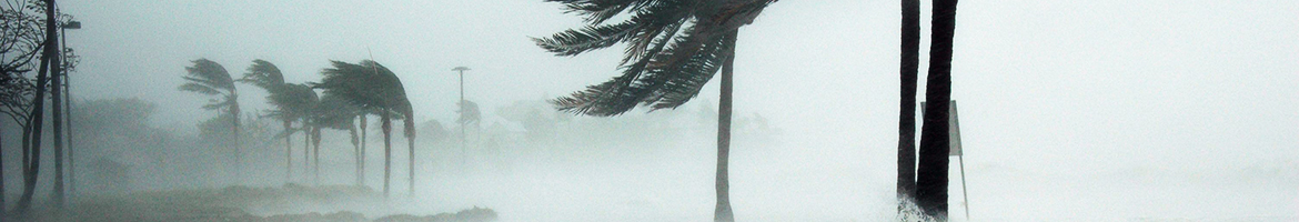 Palm trees in windy hurricane conditions